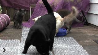 —мотреть онлайн Кошки ходят по полиэтилену с пупырышками