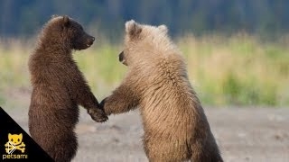 —мотреть онлайн Прикольные медведи стали паровозиком