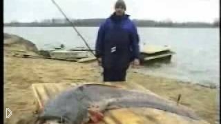 —мотреть онлайн Русская рыбалка на амурского сома