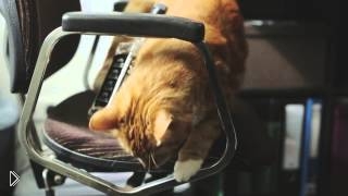 —мотреть онлайн Необычная жизнь обычной кошки