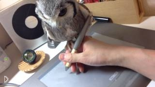 —мотреть онлайн Невозмутимая сова видит на руке