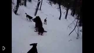 —мотреть онлайн Охота на крупного секача с собаками