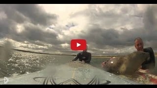 —мотреть онлайн Морской котик катается на доске с людьми