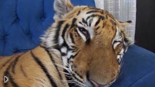 —мотреть онлайн Огромный тигр сладко спит на диване