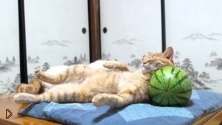 —мотреть онлайн Рыжему коту удобно спать на арбузе