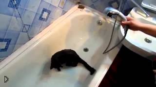 —мотреть онлайн Черный кот обожает принимать душ