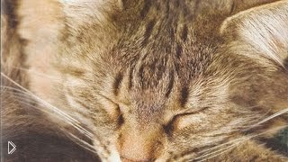 —мотреть онлайн Неправильный кот любит, когда его пылесосят