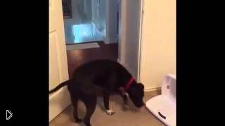 —мотреть онлайн Собака заходит в дверной проем задом наперед
