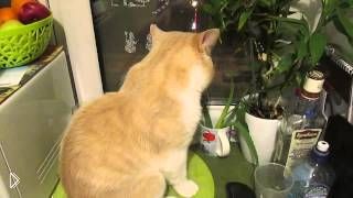 —мотреть онлайн Хозяин ругает своего говорящего кота