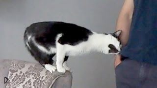—мотреть онлайн Самый ласковый кот на свете