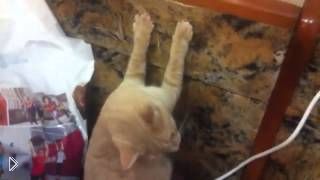—мотреть онлайн Рыжий кот зацепился ногтями за спинку дивана