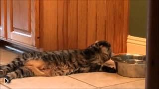 —мотреть онлайн Ленивый кот пьет воду лежа