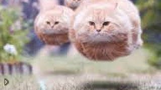 —мотреть онлайн Подборка: Смешные прыжки милых котиков