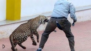 —мотреть онлайн Леопард атаковал людей и сбежал из вольера