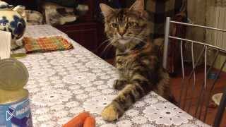 —мотреть онлайн У кота не получилось украсть сосиску со стола