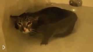 —мотреть онлайн Кот мяукает под водой во время принятия ванны