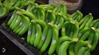 —мотреть онлайн Как выглядит процесс сборки бананов