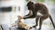 —мотреть онлайн Подборка: Коты против обезьян