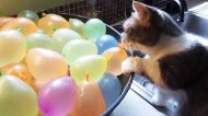 —мотреть онлайн Подборка: Коты взрывают воздушные шарики