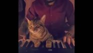 —мотреть онлайн Милый котик мешает играть на синтезаторе