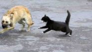 —мотреть онлайн Коты дерутся с собаками и побеждают их