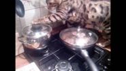 —мотреть онлайн Кот проголодался и пошел искать еду в сковородке