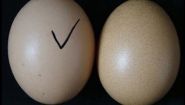 —мотреть онлайн Искусственные куриные яйца: процесс производства