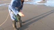 —мотреть онлайн Как искать моллюсков на пляже 100% способ