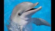 —мотреть онлайн Целительная музыка: дельфины