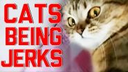 —мотреть онлайн Подборка с агрессивными котами
